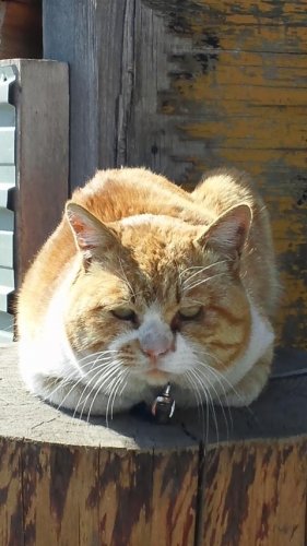 ひもきちさん