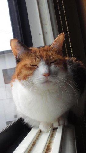 ニャコム