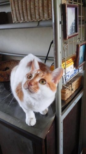 ニャコム