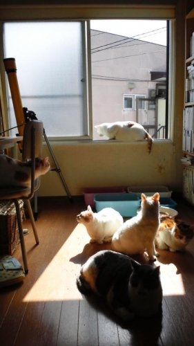 ニャコム