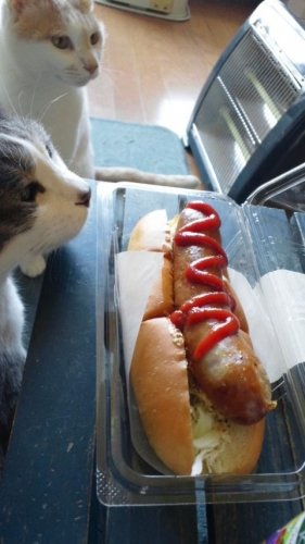 熱い犬