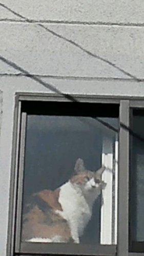 ニャコム