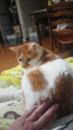 色ぼけマル秘痴漢男
