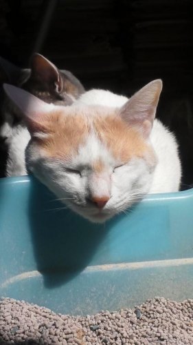 ニャコム
