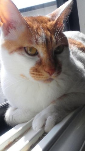 ニャコム