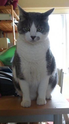 ニャコム