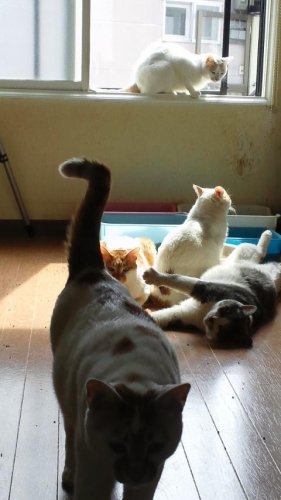 ニャコム