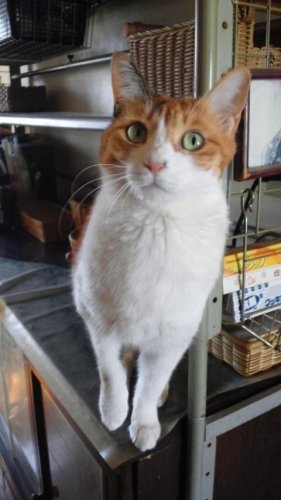 ニャコム