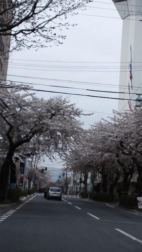さくら