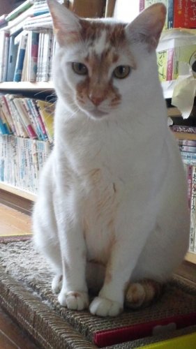 ニャコム