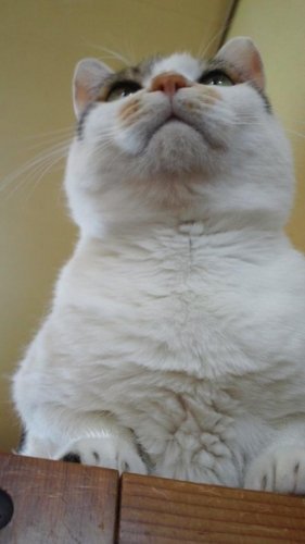 ニャコム