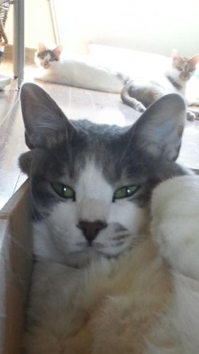 招き猫の