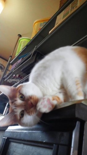 ニャコム