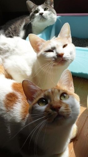 ニャコム