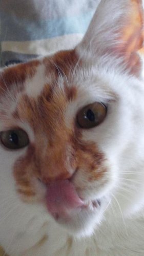 ニャコム