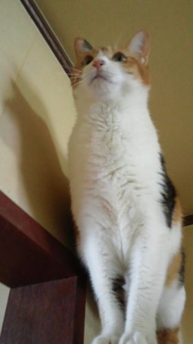 ニャコム