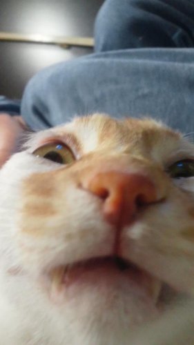 たすけてけれ～