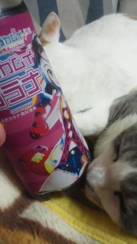 北乃カムイガラナ
