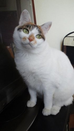 ニャコム