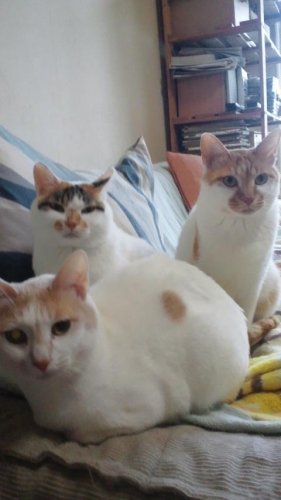 ニャコム