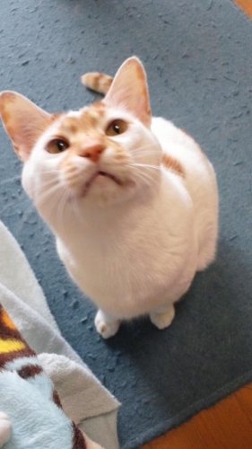 ニャコム