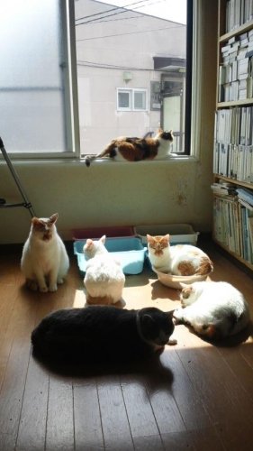 ニャコム