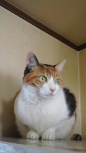 ニャコム