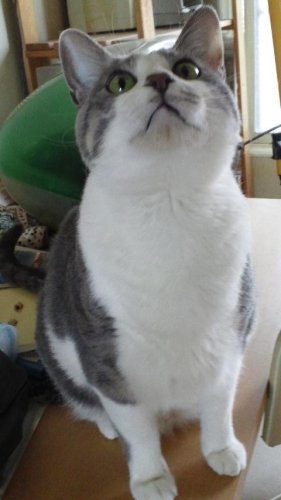 ニャコム