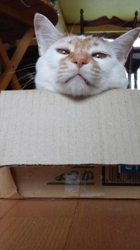 生首