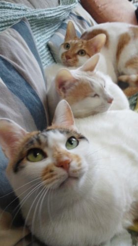 ニャコム