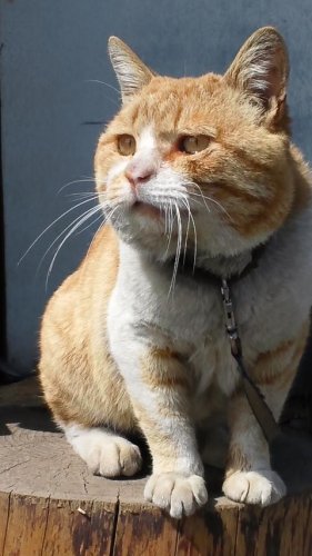 きなこもち