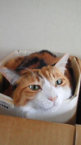 ニャコム