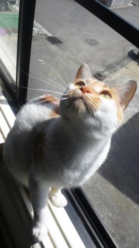 ニャコム
