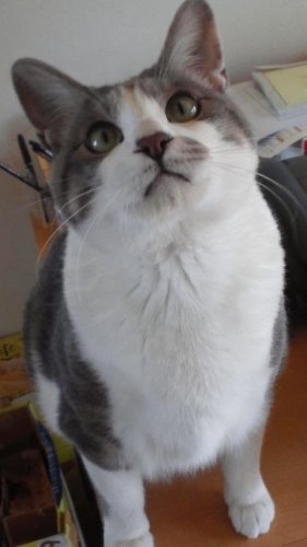 ニャコム