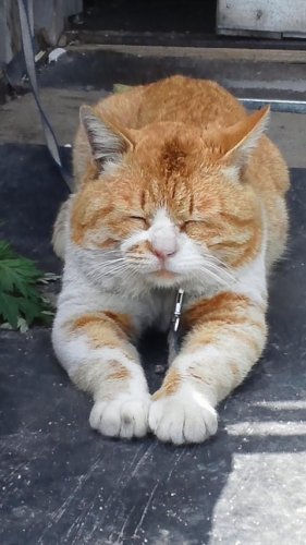 ひもきち
