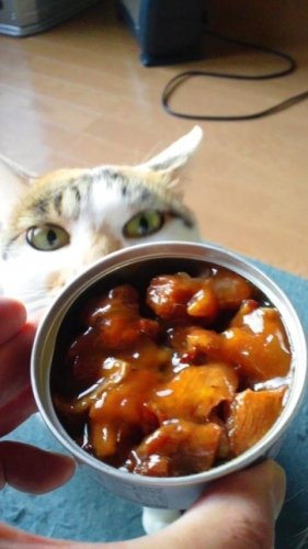 ほていのやきとり