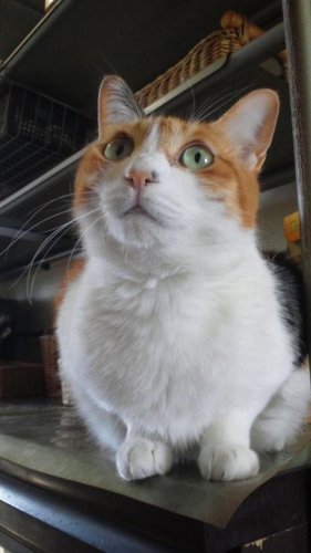 ニャコム
