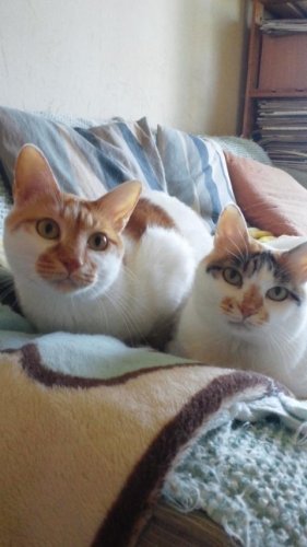 ニャコム