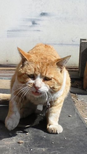ひもきち