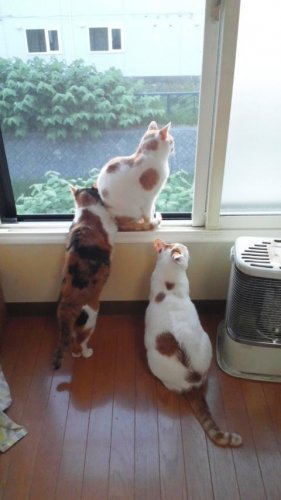 たそがれニャコム