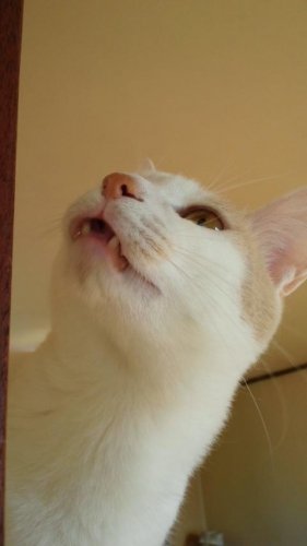 ニャコム