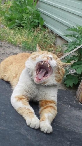 口から腸でるかも…