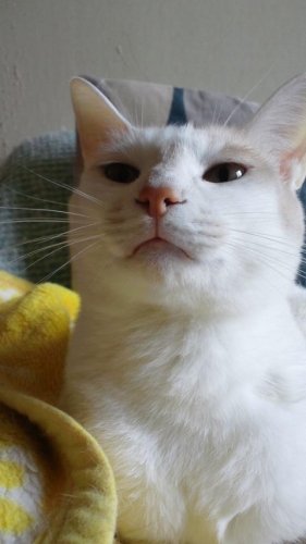 ニャコム
