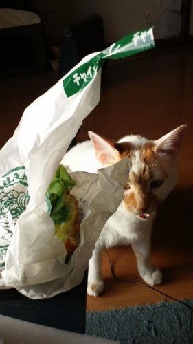 泥棒猫