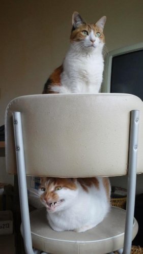 ニャコム