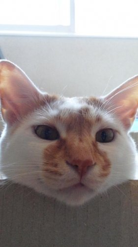 ニャコム