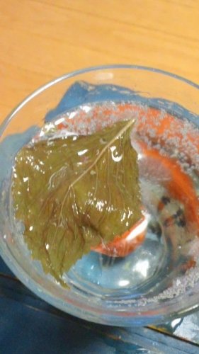 紫蘇が