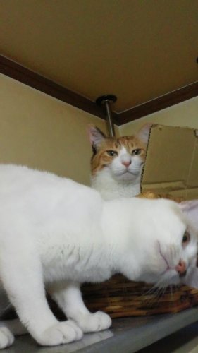 ニャコム