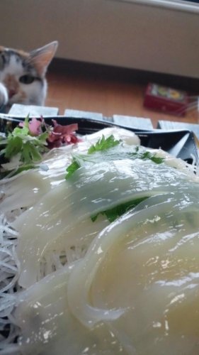 朝いか