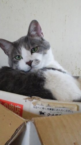 ニャコム